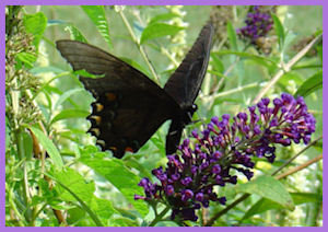 black butterfly on purple bloom