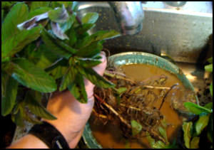 swishing dirt off roots of a bundle of mint in a bowl at the kitchen sink