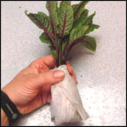 paper towel bundled around roots of plant