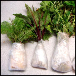 3 plants with roots bundled and wrapped for shipping
