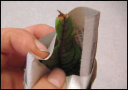 folding paper down over top leaves of plant