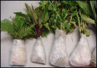 shows row of several plants with roots wrapped for shipping