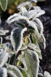 Frosty Plant