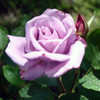 Thumbnail #4 of Rosa  by taelir