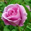 Thumbnail #4 of Rosa  by sazzyrose