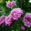 Thumbnail #5 of Rosa  by sazzyrose