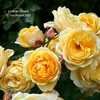 Thumbnail #5 of Rosa  by Calif_Sue