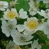 Thumbnail #2 of Rosa multiflora by OhioBreezy