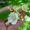 Thumbnail #3 of Rosa multiflora by OhioBreezy