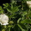 Thumbnail #5 of Rosa rugosa by DaylilySLP