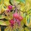 Thumbnail #3 of Rosa rugosa by Weezingreens