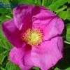 Thumbnail #1 of Rosa rugosa by Evert