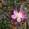 Thumbnail #5 of Rosa rubrifolia by poppysue