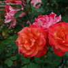 Thumbnail #3 of Rosa  by palmbob