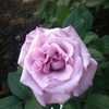 Thumbnail #4 of Rosa  by aubreysrose