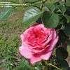 Thumbnail #4 of Rosa  by gardenergail