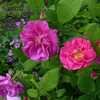 Thumbnail #4 of Rosa gallica officinalis by saya