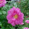 Thumbnail #3 of Rosa gallica officinalis by chicochi3