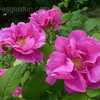 Thumbnail #2 of Rosa gallica officinalis by saya