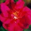 Thumbnail #5 of Rosa gallica officinalis by Kathleen