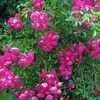 Thumbnail #1 of Rosa multiflora by poppysue