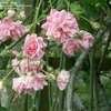 Thumbnail #5 of Rosa multiflora by jessaree
