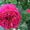 Thumbnail #3 of Rosa  by Microworld