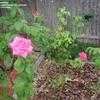 Thumbnail #3 of Rosa  by PvillePlanter