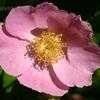 Thumbnail #4 of Rosa palustris by melody