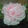 Thumbnail #2 of Rosa alba by philomel