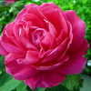 Thumbnail #5 of Rosa  by sazzyrose