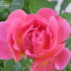 Thumbnail #5 of Rosa  by roybird