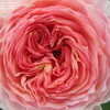 Thumbnail #4 of Rosa  by Microworld