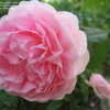 Thumbnail #5 of Rosa  by Microworld