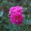 Thumbnail #3 of Rosa  by Calif_Sue