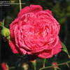 Thumbnail #4 of Rosa  by soulgardenlove