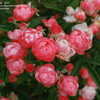 Thumbnail #2 of Rosa  by palmbob