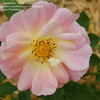 Thumbnail #4 of Rosa  by texasmark