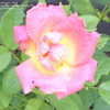 Thumbnail #5 of Rosa  by kimmy222