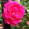 Thumbnail #3 of Rosa  by Kell