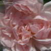 Thumbnail #2 of Rosa  by daryl