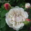 Thumbnail #4 of Rosa  by Microworld