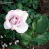 Thumbnail #2 of Rosa  by spidra