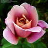 Thumbnail #2 of Rosa  by sazzyrose