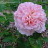 Thumbnail #5 of Rosa  by amarettonc