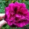 Thumbnail #5 of Rosa  by palmbob