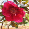 Thumbnail #2 of Rosa  by grampapa