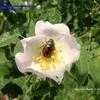 Thumbnail #1 of Rosa canina by gazp