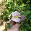 Thumbnail #2 of Rosa californica by Kelli