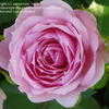 Thumbnail #3 of Rosa  by sazzyrose